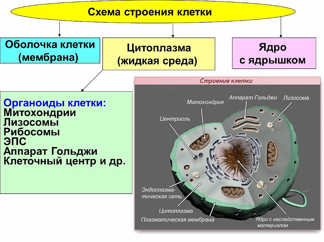 Схема мембранные органоиды клетки